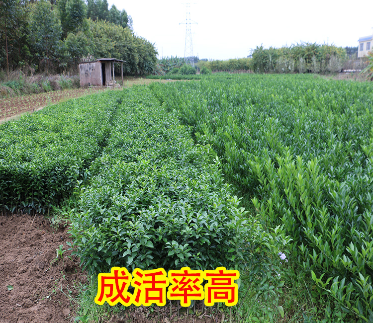 哪里有广西沃柑苗出售