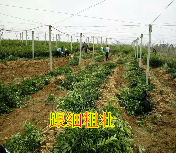南宁哪里有鹿寨蜜橙苗批发基地
