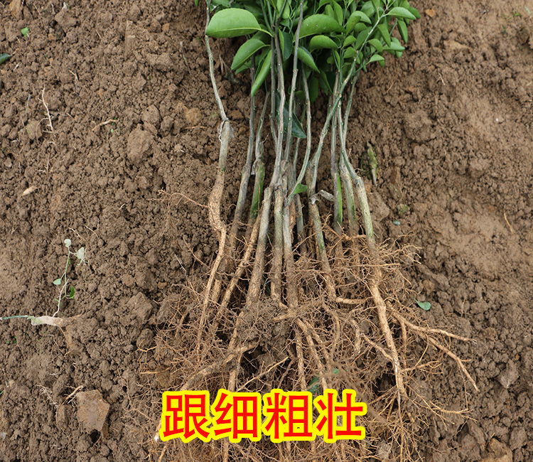 南宁哪里有鹿寨无核蜜橙苗销售