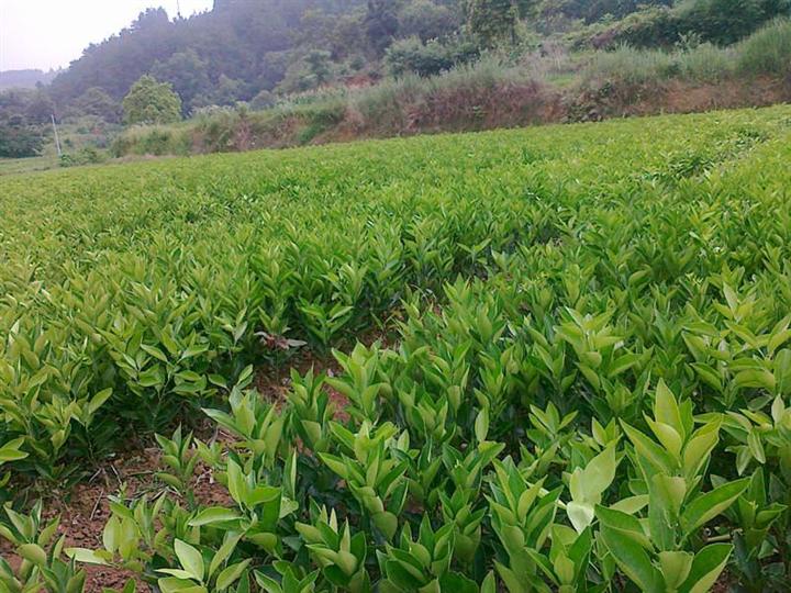 象州目前茂谷柑苗价格是多少