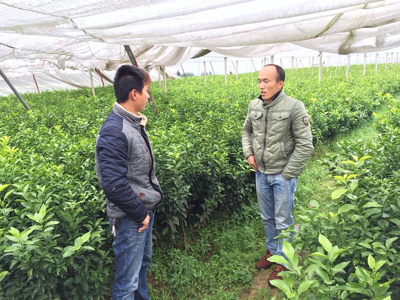 南宁大量青香蜜桔苗批发_南宁哪里有青香蜜桔苗买