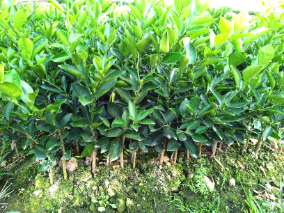象州大量象州夏橙苗批发_象州哪里有象州夏橙苗买_象州象州夏橙苗基地销售