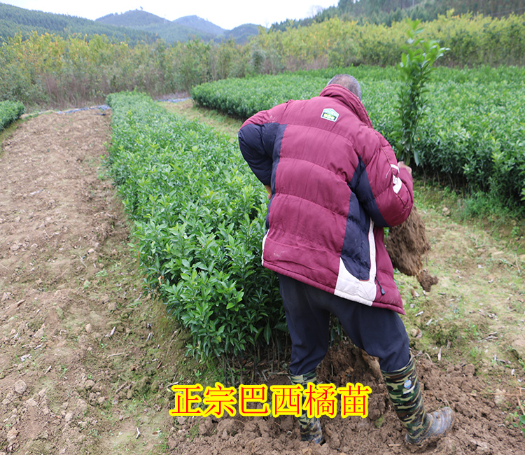象州东方红柑橘苗价格【象州哪里有东方红柑橘苗卖】
