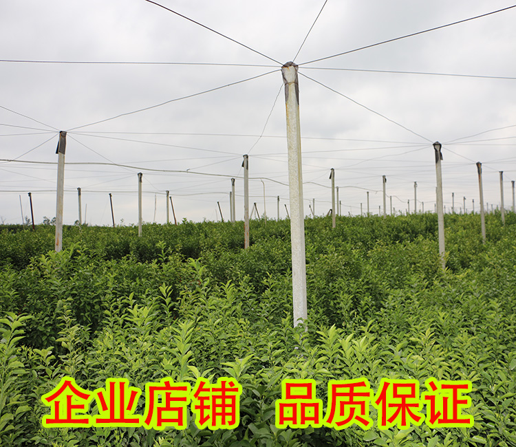 象州供应广桔苗｜象州广桔苗基地批发｜象州广桔苗销售价格