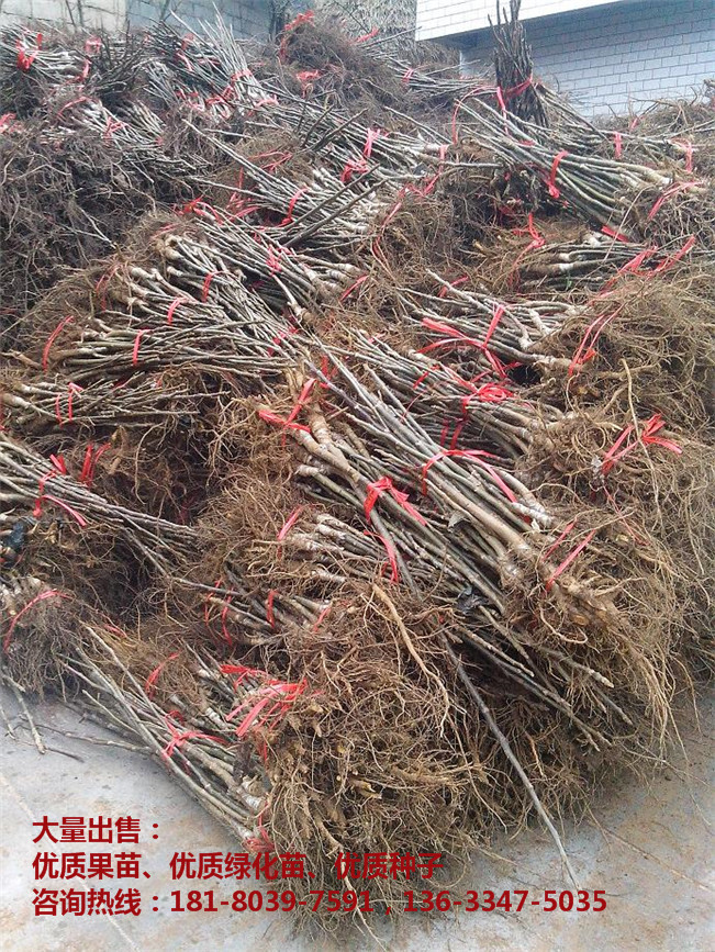 核桃嫁接苗