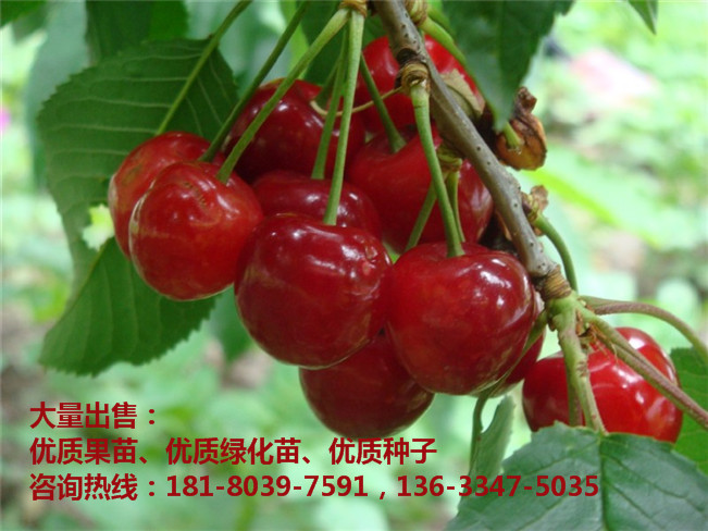 樱桃嫁接苗