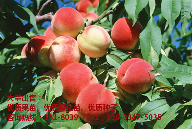 桃树树苗