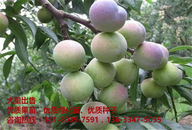 半边红李子结果