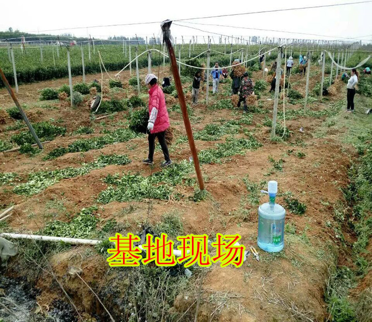 象州哪里有鹿寨蜜橙苗买
