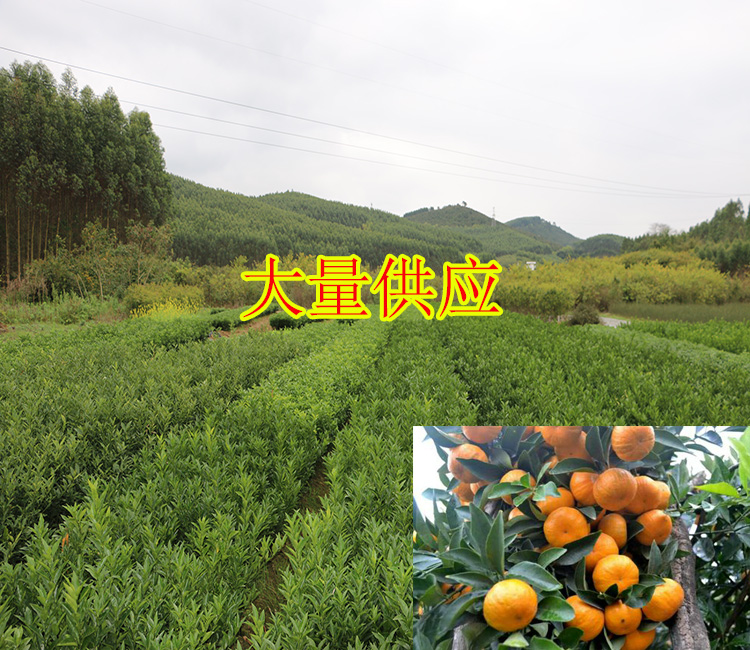 贵州哪里有柑橘苗出售