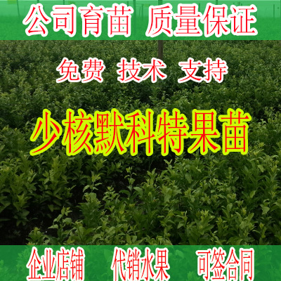 象州w默科特苗价格多少钱