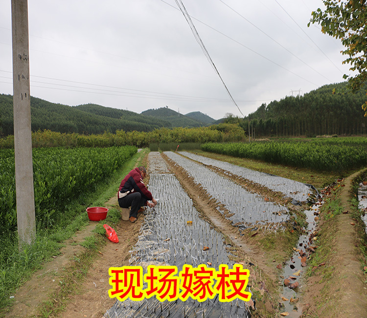 贵州大量红广桔果苗批发_贵州哪里有红广桔果苗买