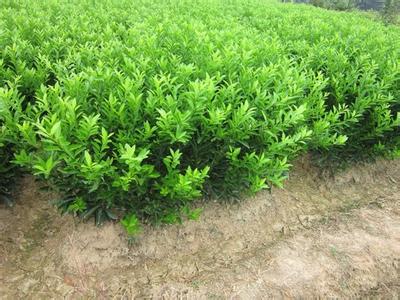 福建哪里有鹿寨无核蜜橙苗买