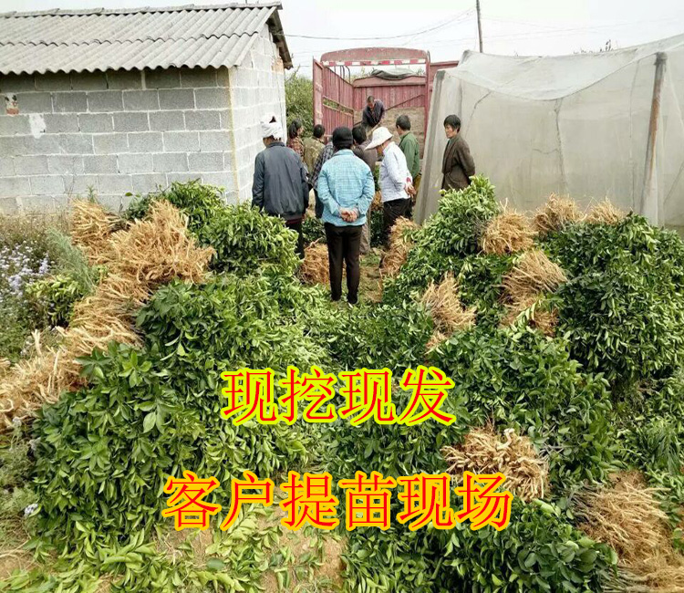 黔南黔南马水桔苗价格多少钱