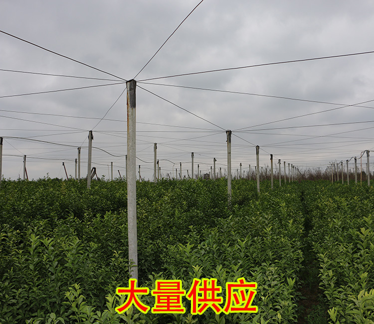 贵州哪里有特早柑橘苗出售
