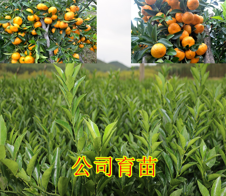 黔南哪里有沙糖桔苗木出售
