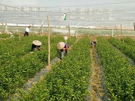 铜仁供应南丰蜜橘苗｜铜仁南丰蜜橘苗基地批发