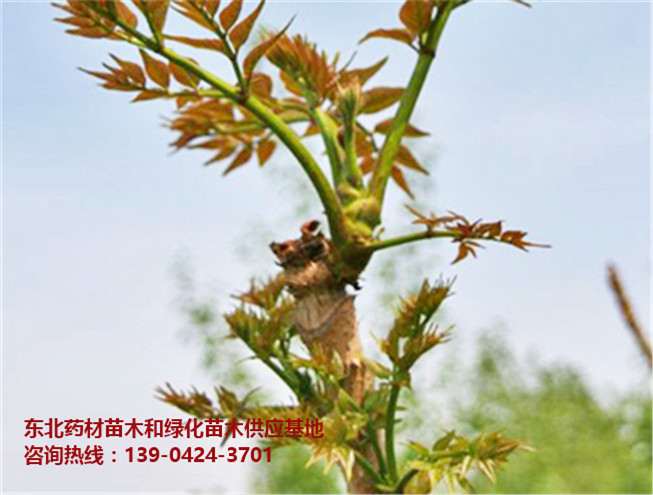 刺嫩芽苗/刺嫩芽树/刺龙芽苗