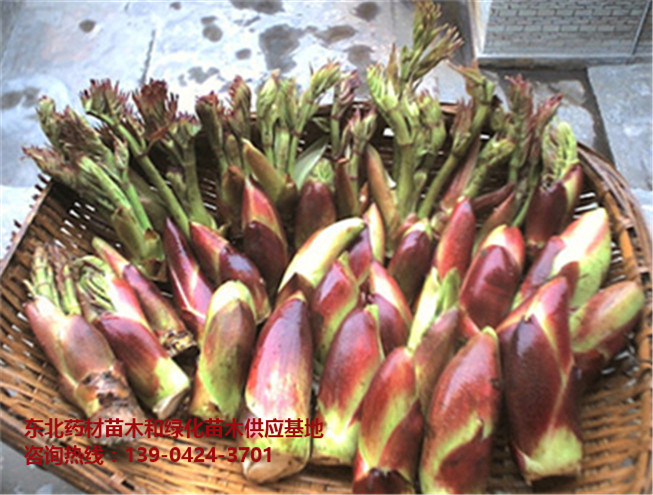 刺嫩芽/刺龙芽苗/刺老芽/刺老芽