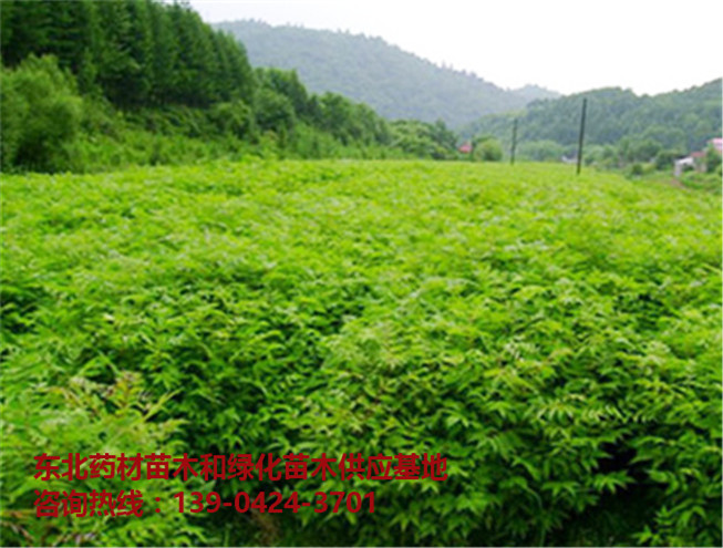 黄柏树苗/黄柏树