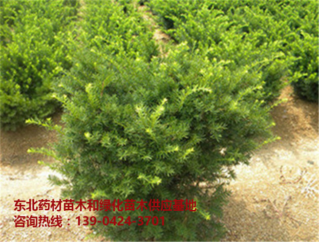 红豆杉苗木/红豆杉苗/红豆杉