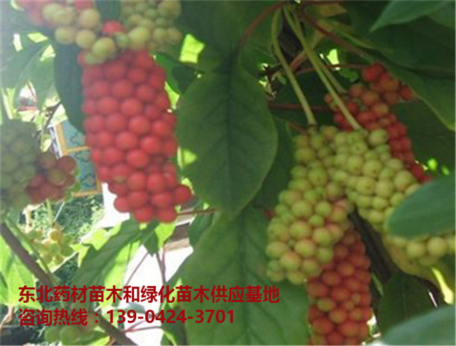 优质五味子苗供应批发价格～优质辽宁五味子苗出售～五味子种苗