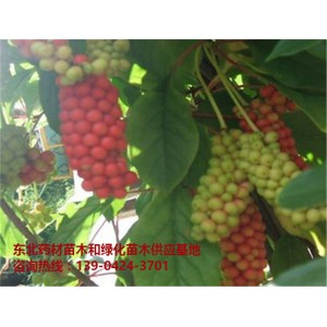 五味子树苗/五味子树