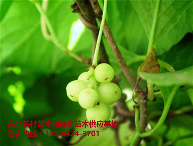五味子苗/五味子