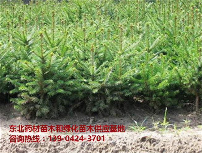 优质红松苗木供应基地～优质红松苗木批发价格～辽宁红松苗价格