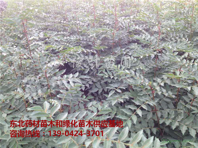 刺槐树苗/刺槐树/刺槐树/刺槐苗木