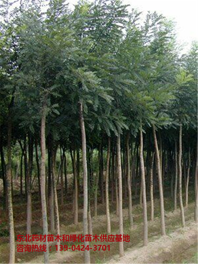 优质刺槐苗销售批发价格～东北刺槐苗批发供应基地～辽宁刺槐苗木