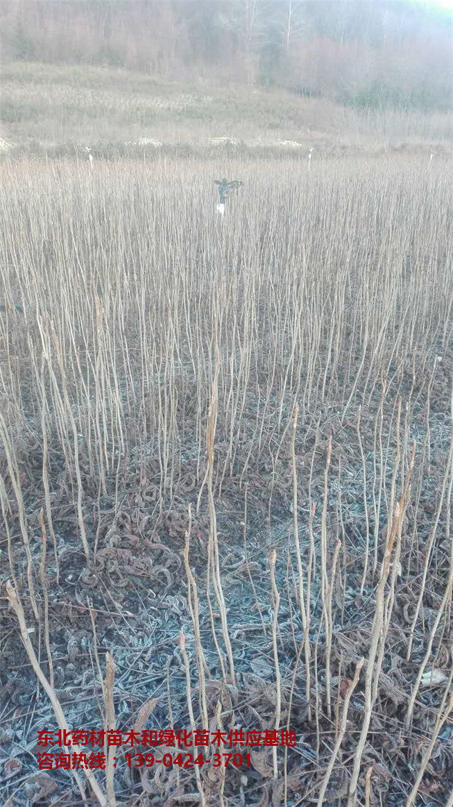 四川刺槐苗木批发价格～重庆刺槐苗批发供应基地～大连刺槐苗价格