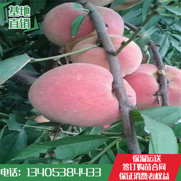 桃树苗&早熟桃树苗*晚熟桃树苗*桃树苗批发价格