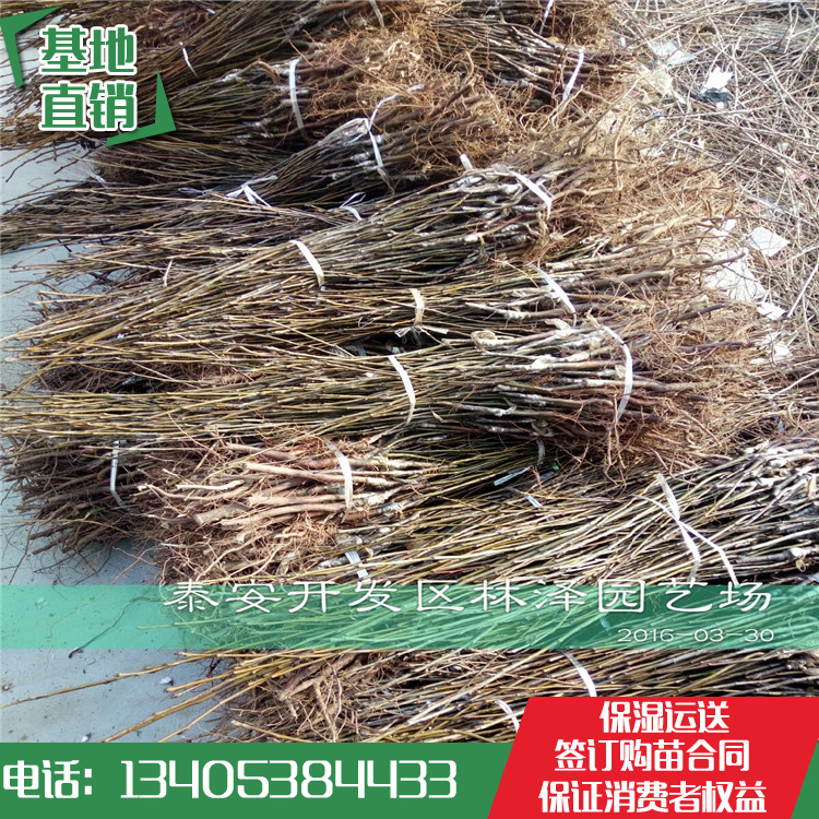 梨树苗 嫁接梨树苗 1米高梨树苗 批发价格