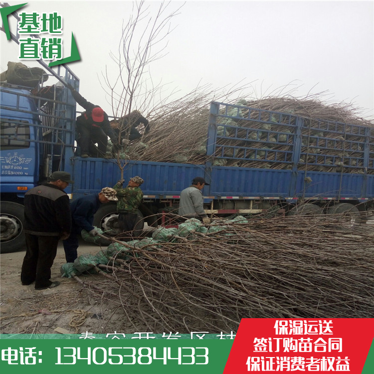 樱桃树苗单价&大樱桃树苗基地&车厘子大樱桃供应&批发价格