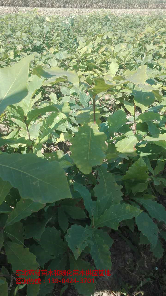 优质蒙古栎苗供应基地～优质蒙古栎苗批发价格～辽宁蒙古栎苗出售