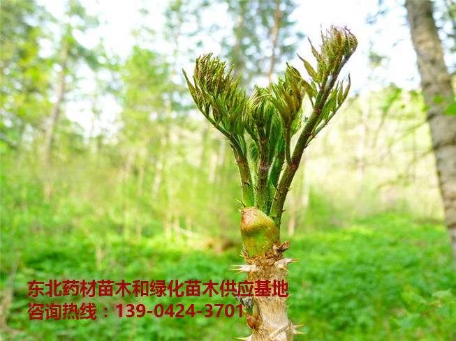 刺嫩芽苗出售批发价格～刺嫩芽树苗供应基地～东北刺嫩芽苗出售