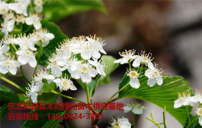 水榆花楸苗/水榆花楸苗木/水榆花楸种子