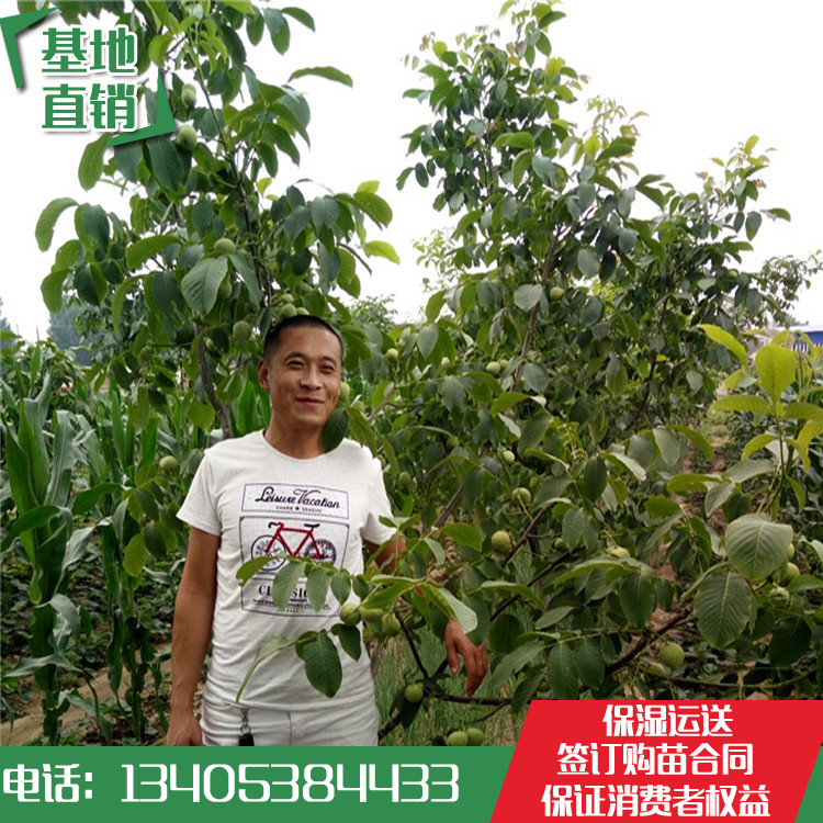 批发核桃苗基地价格