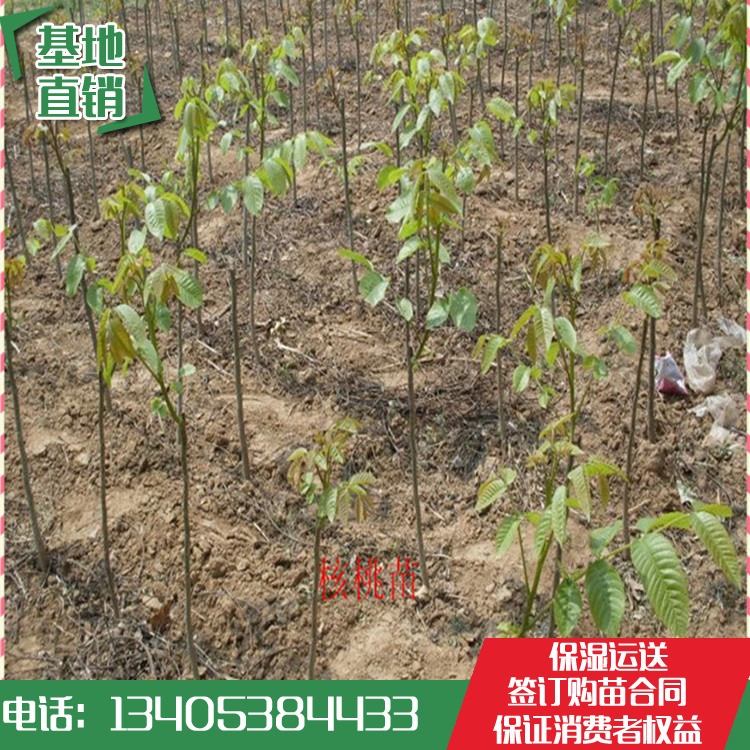 香玲核桃苗多少钱一棵*核桃苗批发价