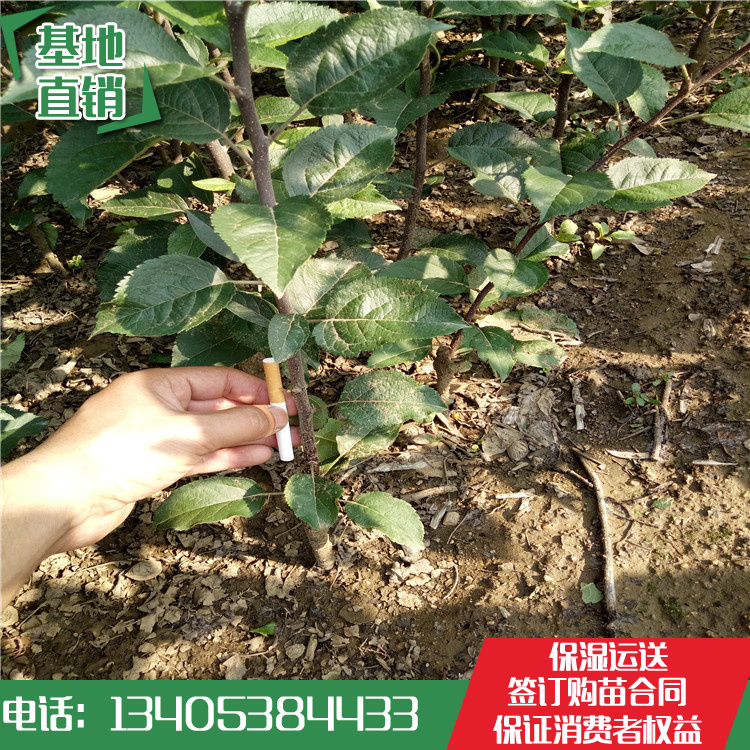 中秋王苹果苗 中秋王苹果苗价格 中秋王苹果苗基地哪里便宜
