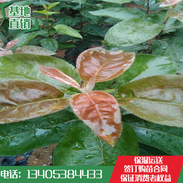 柱状苹果苗 柱状苹果苗价格 柱状苹果苗基地哪里便宜