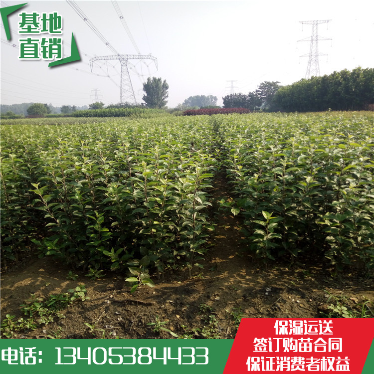 秦冠苹果苗 秦冠苹果苗基地 秦冠苹果苗基地哪里便宜
