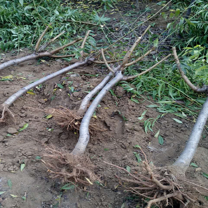 嫁接桃树苗哪里有？鑫豪园艺种植基地大量出售2公分--8公分桃树成苗，价格低廉，欢迎来电