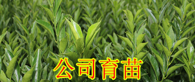 云南哪里有南瓜橘果树苗买