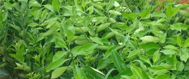 云南果苗批发基地在哪里