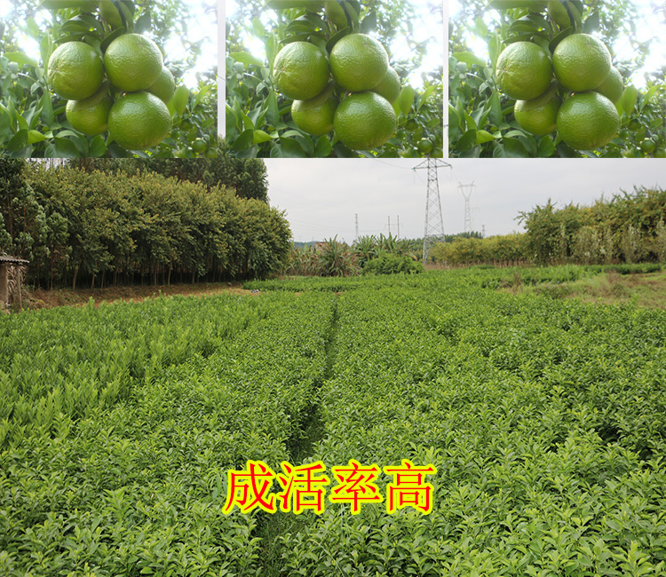 四川哪里有蜜桔树苗出售