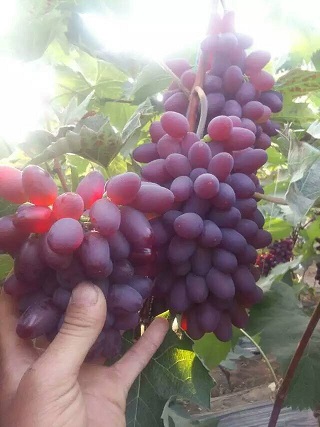 吉林着色香葡萄苗｜着色香葡萄苗价格优惠出售中