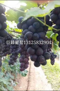 吉林巨峰葡萄苗｜价格｜巨峰葡萄苗促销中