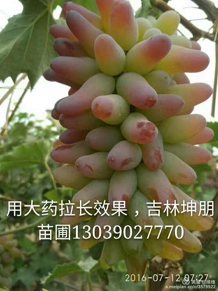 郁金香葡萄苗出售｜吉林郁金香葡萄｜辽宁郁金香葡萄苗